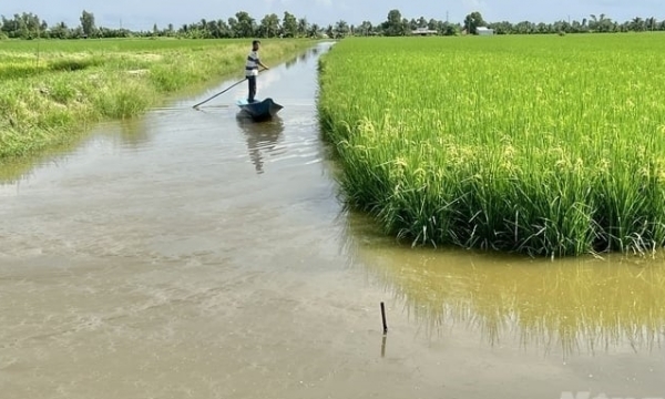 The first shrimp-rice farming area to achieve ASC certification in the world
